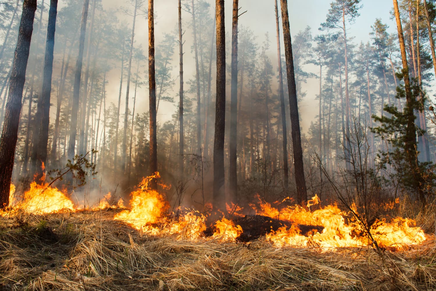 abandono rural e incendios forestales
